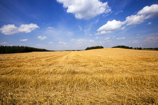 商业一块农田 上面经过收割小麦的公司场景景观树木