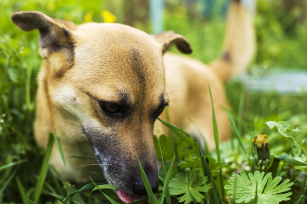 脸年轻可爱的狗吃草 宠物维生素缺乏食物可爱自然