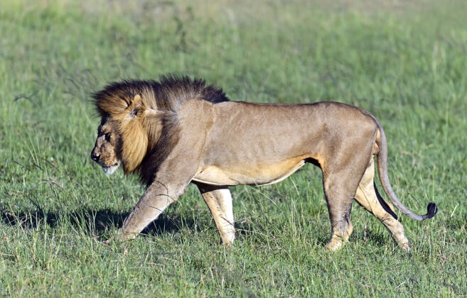 猫狮子带着她的五只幼崽穿过肯尼亚的马赛马拉动物群捕食者狮子