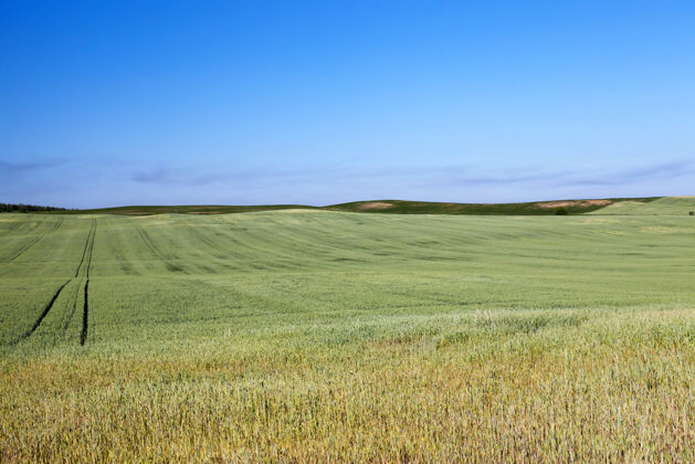 明亮生长着不成熟的小谷类 小麦的农田环境天空简单