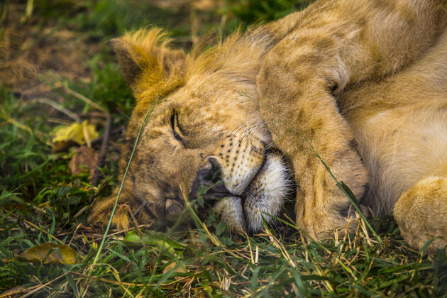 伙计一头狮子在花园里吃过东西后睡着了草.参观无保护或受伤的重要孤儿院肯尼亚动物!人 动物 非洲 旅游业 非洲 年轻 躯干 大 救援 饲料 保留 牧群 可爱 食肉动物 注意