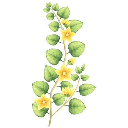 传播水彩盛开植物插图两便士的草和金色的花花瓣自然草本