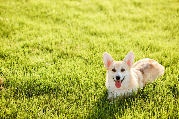 狗快乐的威尔士柯基彭布罗克在绿色的草坪上summer.复制太空纯种科吉犬我走后躺在绿草上休息草玩童年