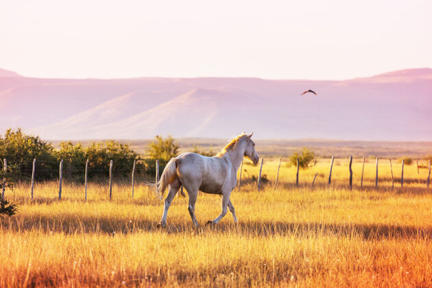 牛群马群在南美智利的牧场上奔跑马术运输牧场
