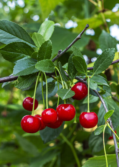 水果挂在灌木上的红色成熟樱桃分支机构.国产 园艺 农业和无转基因作物自然的蔬菜有机食品生产果园樱桃新鲜