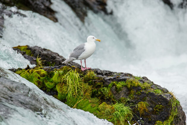 摄影旅游海鸥站在河中央的一块岩石上海鸥野生自然动物