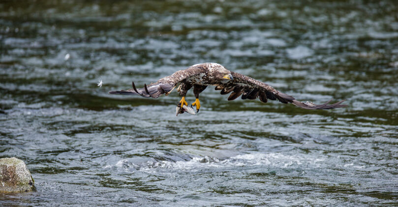 野生动物老鹰用爪子抓着猎物在飞翔野生大自然大自然动物群