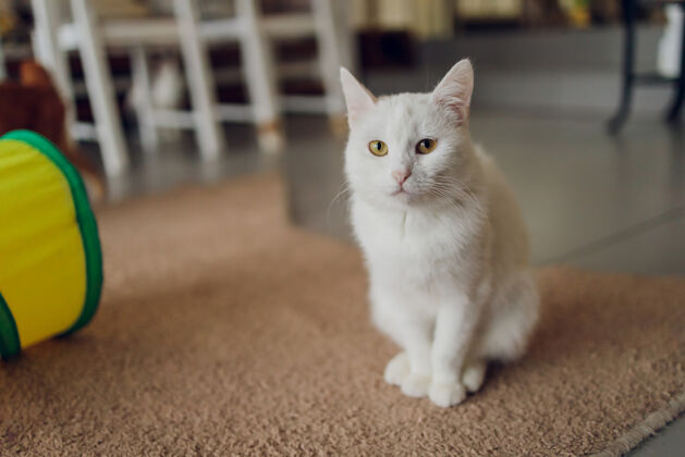 肖像可爱的花斑猫坐在厨房的地板上盯着摄像机年轻室内斑猫