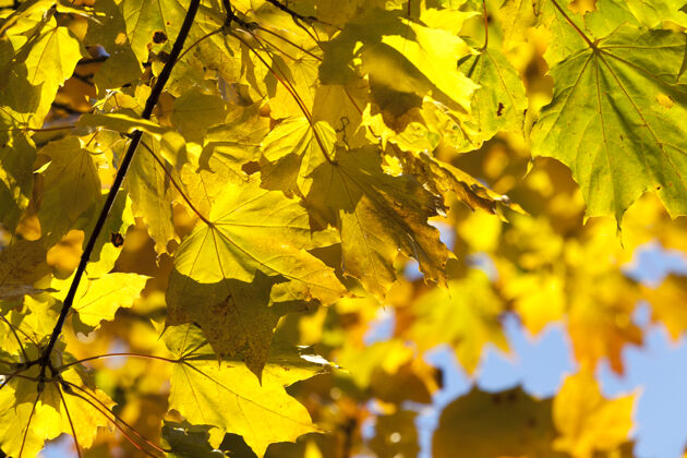 黄色在阳光明媚的天气里改变了公园里枫叶的颜色 详细的秋季自然特写阳光金色美丽