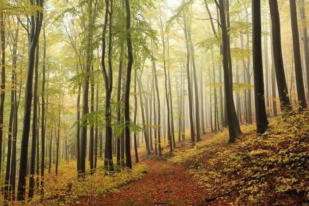 户外秋天的山毛榉林在一个多雨 多雾的天气树叶充满活力雾