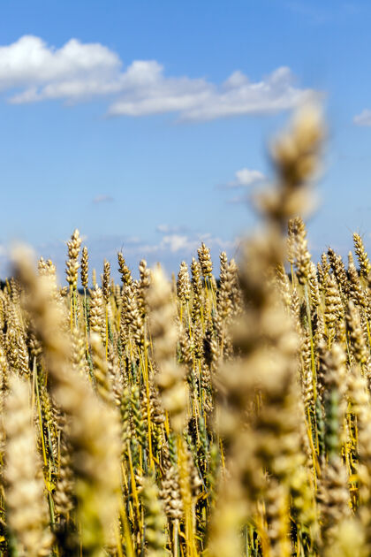 谷类阳光普照的田野 成熟的麦穗 夏天田地种子玉米