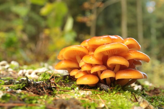 殖民地青苔上的蘑菇家族树桩地面秋天