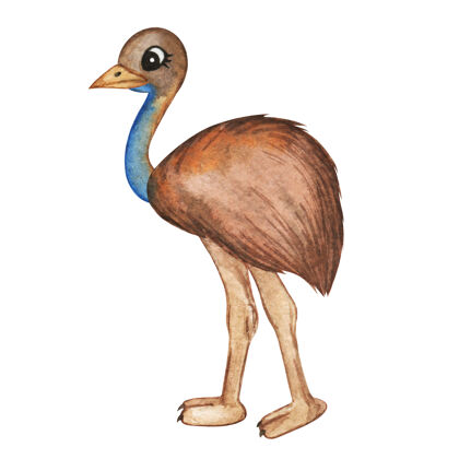 动物插图水彩鸸鹋鸵鸟 可爱的动物水彩鸵鸟 澳大利亚动物澳大利亚卡通可爱的