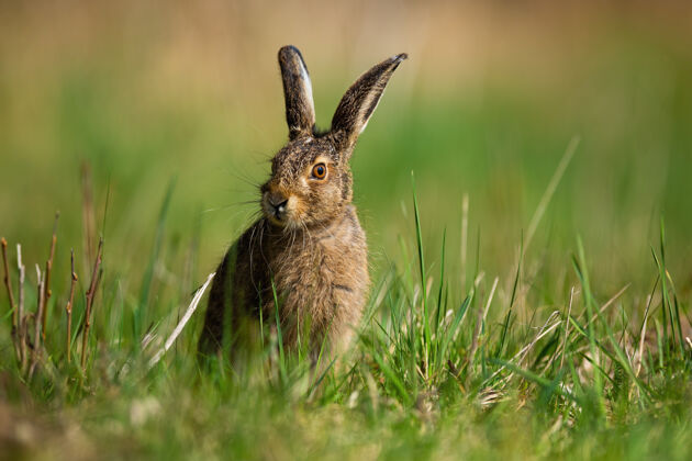 气味在春天的大自然里 小棕兔坐在草地上森林草地野生动物