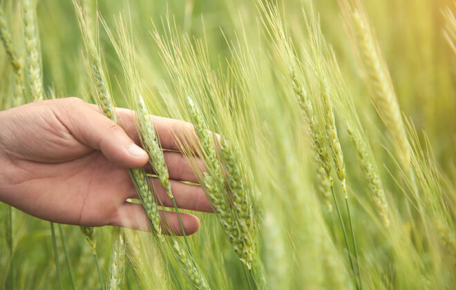 自然美丽的视图.男性手牵麦子农村农业小麦