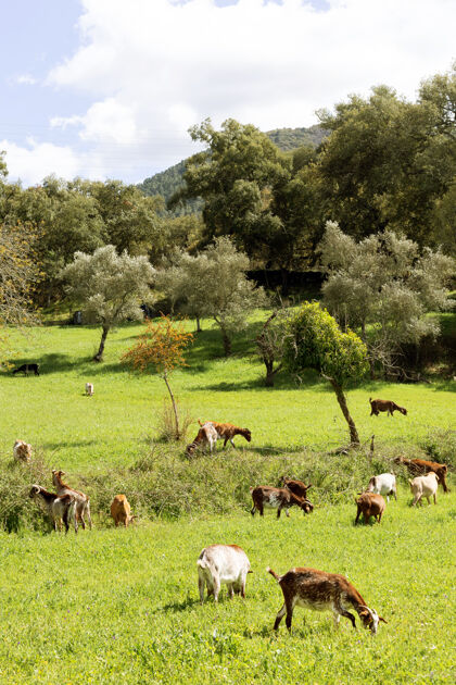 野生动物早上 可爱的山羊在绿油油的草地上吃草羚羊森林放牧