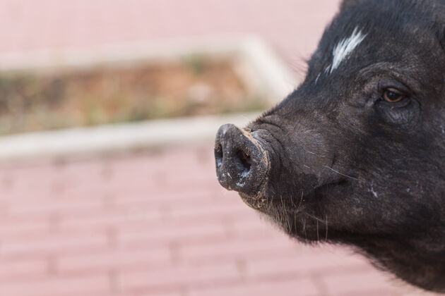野猪野生黑猪或猪接近向上野生动物在自然栖息地猪动物欧洲