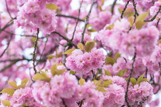 温柔樱花树枝上的花模糊不清生命叶树