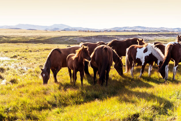 牧场秋天的草地上有一群马团体公园阳光