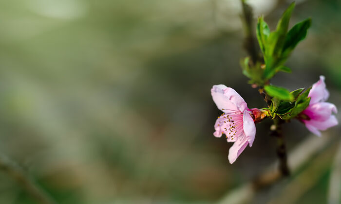 植物春天花园里一枝粉红色的桃花生长桃开花