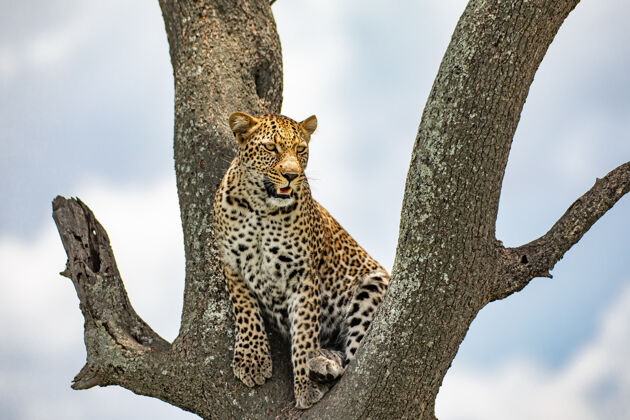 豹树上的豹子野生动物野生动物非洲动物