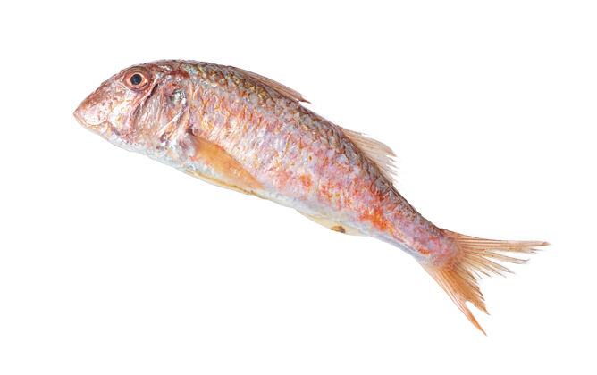 配料新鲜的红鲻鱼在白色的表面捕鱼鱼翅生