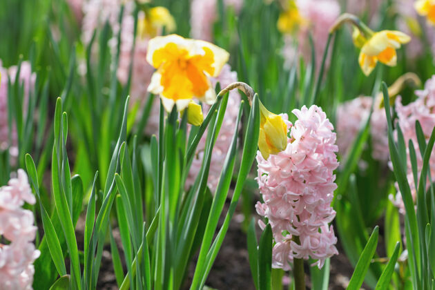 Keukenhof荷兰公园里的粉红色风信子和黄色水仙花店自然花瓣