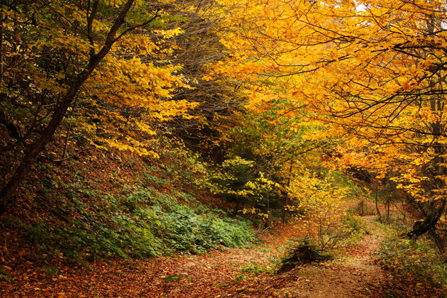 植物学重庆市秋秋季森林景观乔治亚州秋天给树叶涂颜色树橙色还有黄色的表面树叶花幻想
