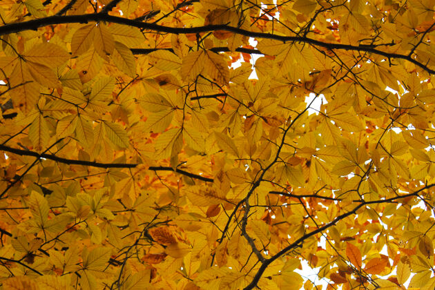 雾重庆市秋秋季森林景观乔治亚州秋天给树叶涂颜色树橙色还有黄色的表面森林树叶秋天