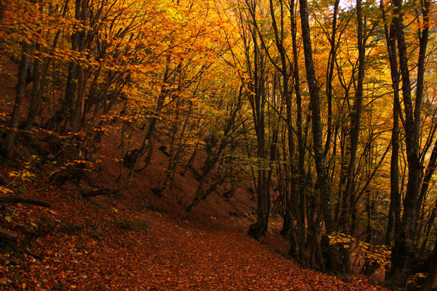 木头重庆市秋秋季森林景观乔治亚州秋天给树叶涂颜色树橙色还有黄色的表面秋天乔治亚树叶