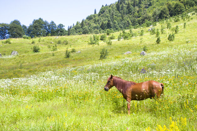 哺乳动物山谷里的红马肖像 斯瓦内蒂美丽草地领域