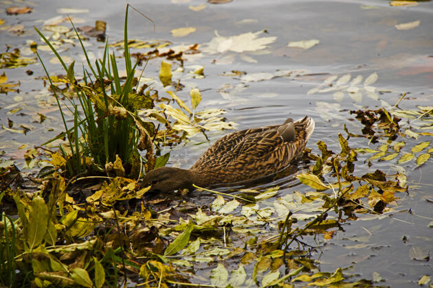 动物群鸭子在湖里游泳 特拉凯湖环境飞行五颜六色