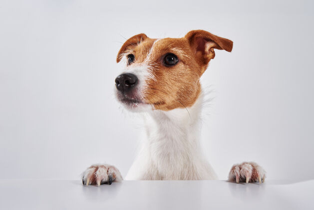 肖像杰克罗素猎犬爪上的狗表.纵向可爱的狗问梗有趣