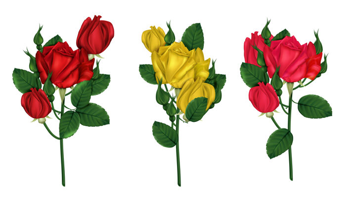 爱情一组明亮的红 黄 猩红色的玫瑰隔离在白色的背景上纹身约会自然