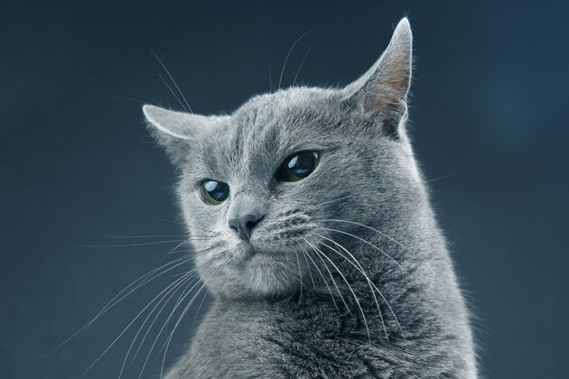 脸黑暗中美丽的灰猫背景.pet哺乳动物捕食者灰色宠物野兽