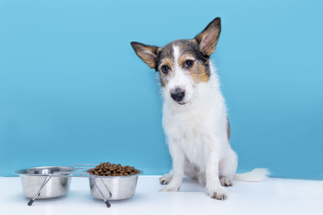 干一只悲伤的狗坐在他那碗干粮旁 为宠物提供适当而均衡的营养狗护理健康