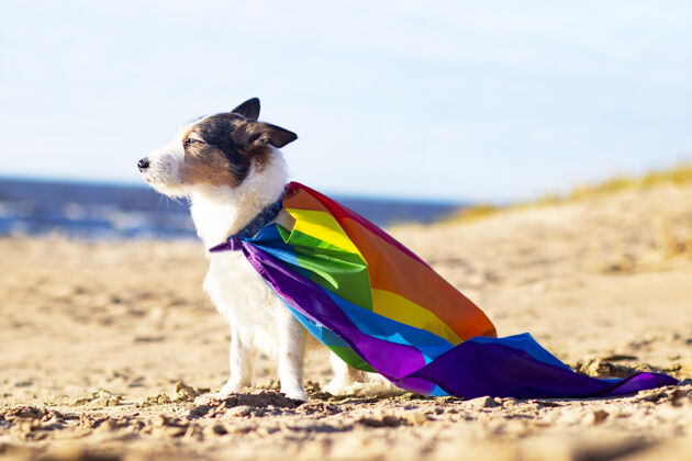 性别可爱有趣的狗与彩色彩虹同性恋同性恋同性恋者旗帜骄傲假日户外概念生活方式象征骄傲Lgbtq