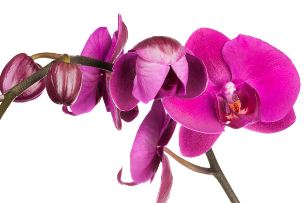 花紫罗兰科蝴蝶兰或飞蛾兰的分支茎花花