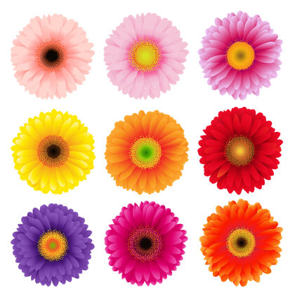 花瓣大色彩斑斓的格伯斯花卉集插图花卉开花植物学