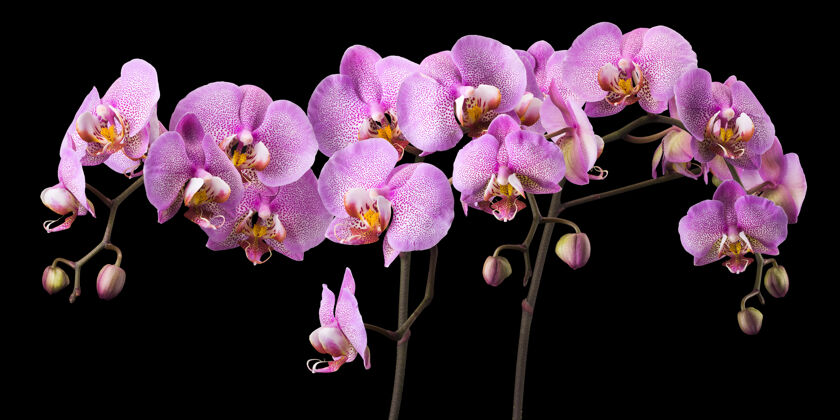 热带粉红色蝴蝶兰或飞蛾兰科兰花分支隔离花卉开花花卉