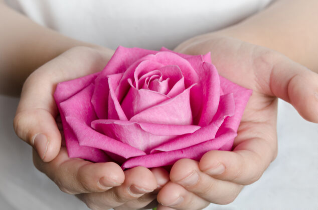 握着手里拿着漂亮的粉红色玫瑰花蕾花朵玫瑰手