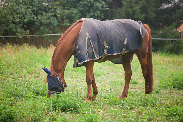 农业红马在房子附近的田野上吃草 在户外吃树小马红马棕色