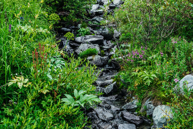 风景在石头间的泉水边有各种各样的草和花荒野生态系统植物