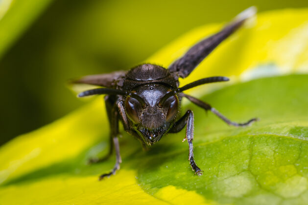 草黑黄蜂栖息在一棵树的叶子中间小宏观害虫
