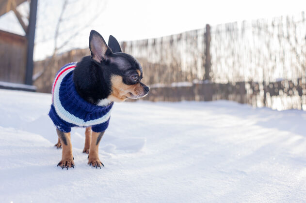 小狗奇瓦瓦在花园里散步雪吉娃娃穿着冬天的衣服在雪上动物狗狗