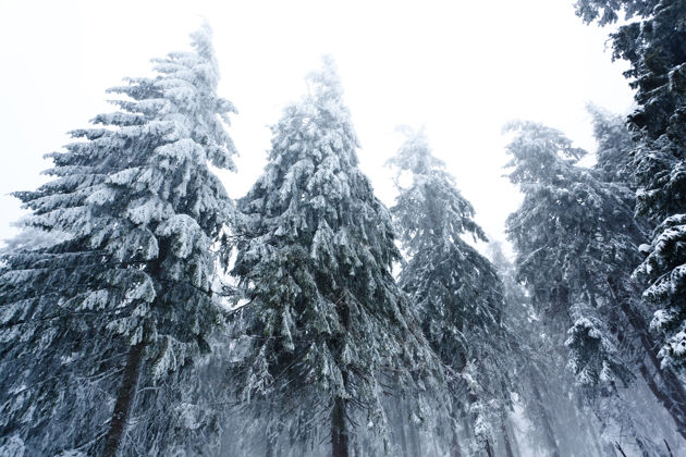 山俯视图巨大别致的雪杉树生长在雪山中央冰明亮全景