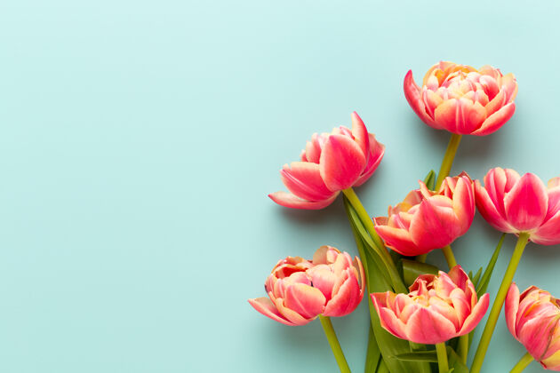 庆祝春天的花朵郁金香在柔和的色彩背景下美丽复古花
