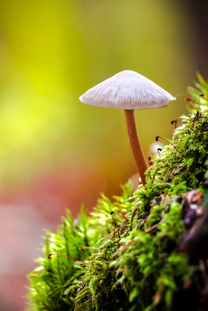 秋天秋天森林里蘑菇的特写镜头苔藓真菌蘑菇