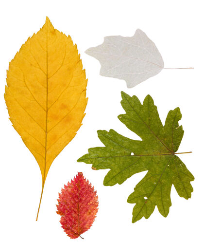 干燥一套不同颜色的干叶标本自然树叶植物学