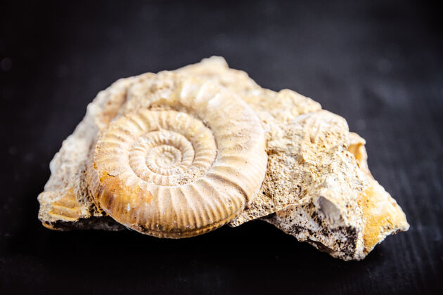 史前在黑色背景下发现的菊石化石海洋地质学骨骼